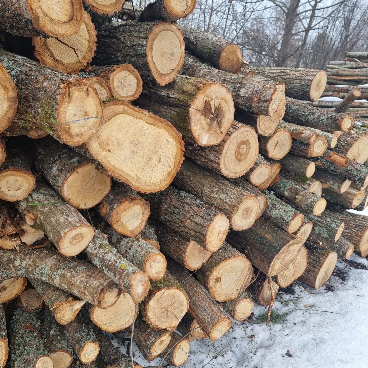 Oak logs delivered on site