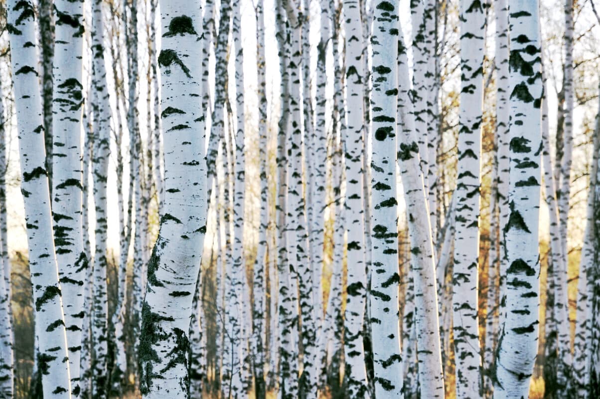 Birch trees