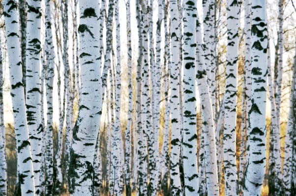 Birch trees